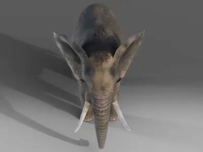 Fur Elephant NO Rigged in Blender  Zbrush Low-poly 3D model