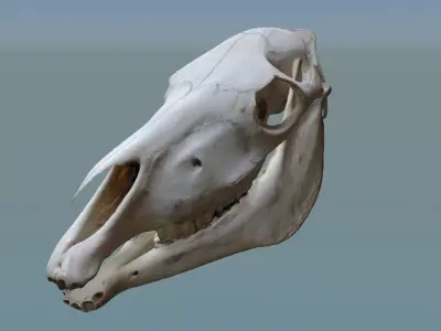 Photogrametry Skull Pack 3D model