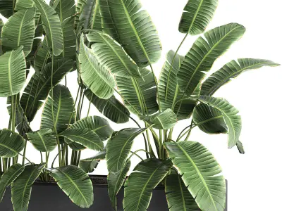 Banana in a pot for the interior 760 3D model