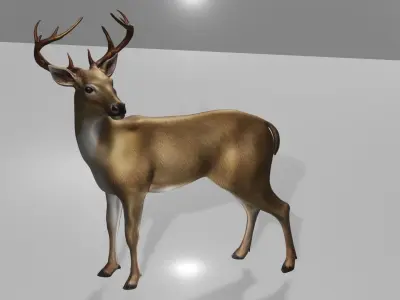Deer realistic 3D model
