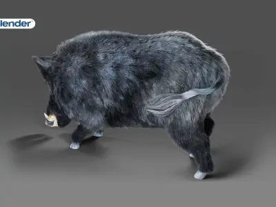 Fur Black Wild Boar Rigged V08 in Blender  Low-poly 3D model