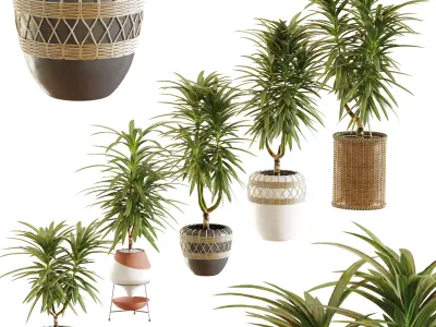  Collection of plants in different pots - Dracaena - 5 models 3D model