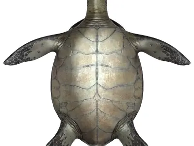 Sea Turtle Low-poly 3D model