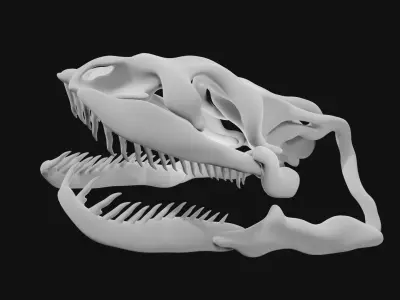 Anaconda skull of anaconda skeleton 3D model