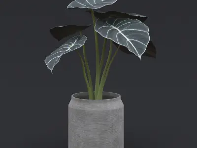 Alocasia Black Velvet II  3D model