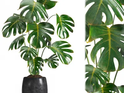 indoor plant 07 3D model
