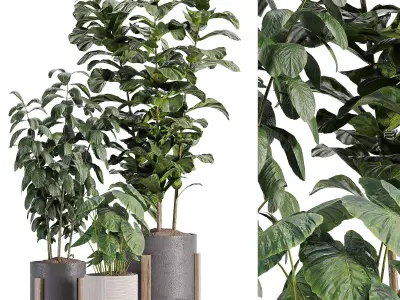 indooe plants in vase 006 Low-poly 3D model