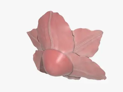 Lily flower artificial  3D model