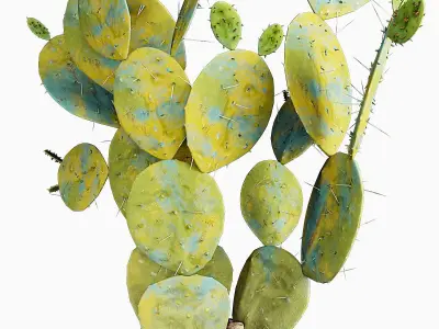 Plant 9 2 cactus in wicker basket 3D model