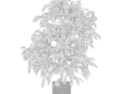 Ficus benjamina in wooden pot 3D model