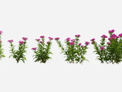 Glandularia plant with flowers and ruler 3D model