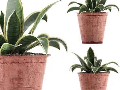 Plants Collection 105 3D model