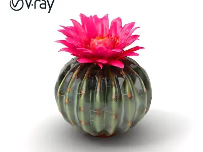 Echinopsis Spherical Cactus Pink Flower model pack Low-poly 3D model