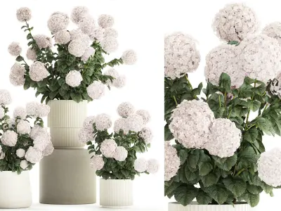 Set of beautiful plants Hydrangea in a flower pot for home 1294 3D model