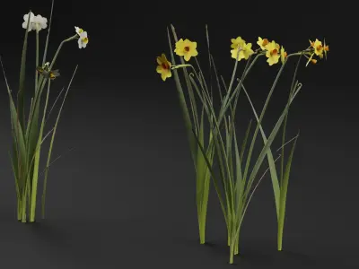 Jonquil Plant 3D model