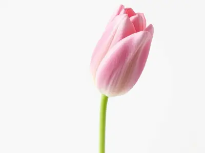 Pink Tulip Light Gradient Petals model pack Low-poly 3D model