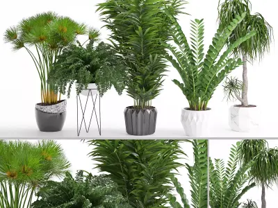 Houseplant 27 3D model