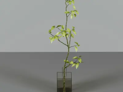 Collaction Indoor Plants 3D model