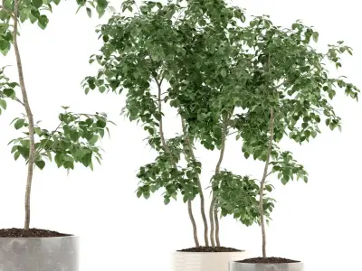 Plants collection 96 3D model