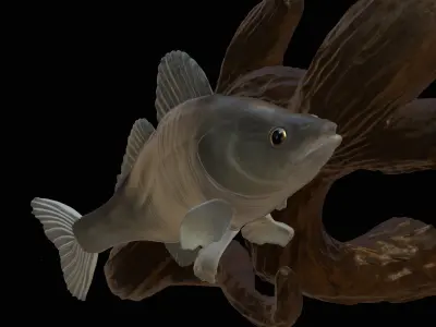 ZANDER  PIKEPERCH UNDERWATER STATUE ON THE WALL DETAILED TEXTURE 3D print model