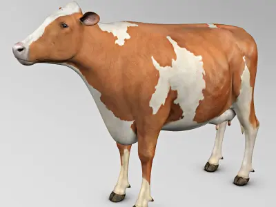 Cow Ayrshire 3D model