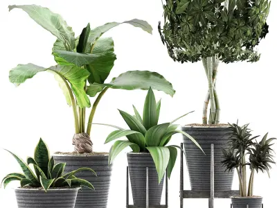 Plants Collection 40 3D model