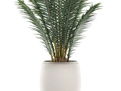 Decorative palm in a white flowerpot for interior design 531 3D model