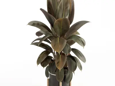 Rubber Plant with Modern Wooden Stand 3D model