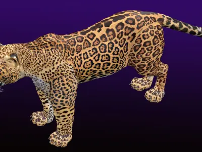Jaguar Rigged 3D model