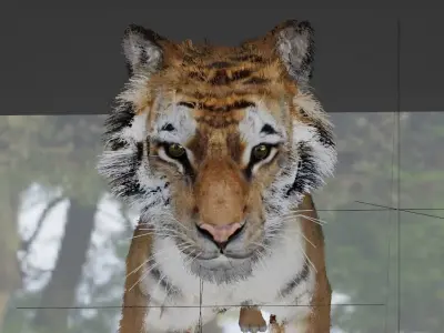 updated realistic siberian tiger 3d model 3D model