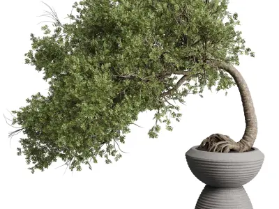 Indoor plant collection