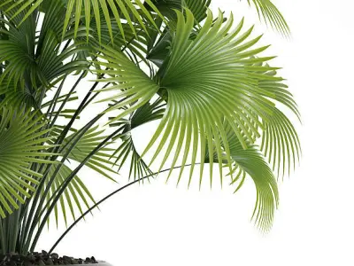  palm plants 126 3D model