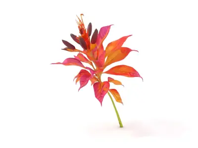 Vibrant Botanical Flower model pack Low-poly 3D model