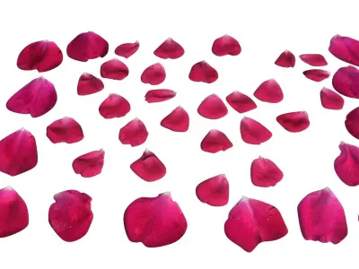 Rose Petals 3D model