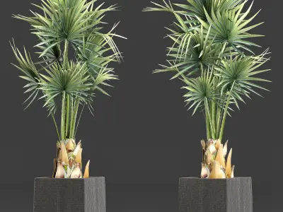 Plants Collection 193 Sabal Minor 3D model