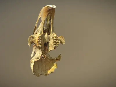 Small scanned photorealistic low poly skull Low-poly 3D model