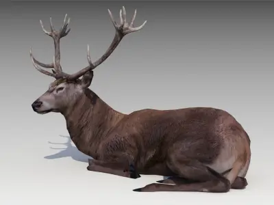 Red deer Low-poly 3D model