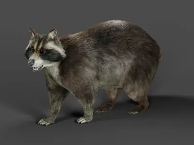 3D Fur Raccoon Rigged in Blender Low-poly 3D model