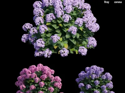 Hydrangea Plant set 23 3D model