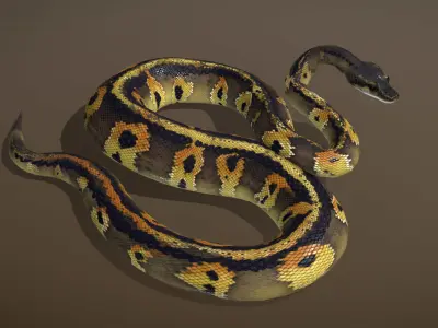 Blackhead Ball Python 3D model