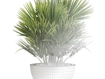 Chamaerops palm 3D model