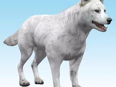 Wolf White Arctic  3D model