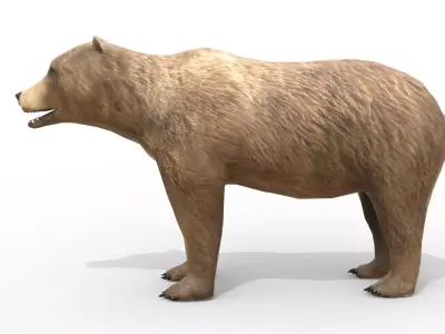 Animated Brown Bear Low-poly 3D model