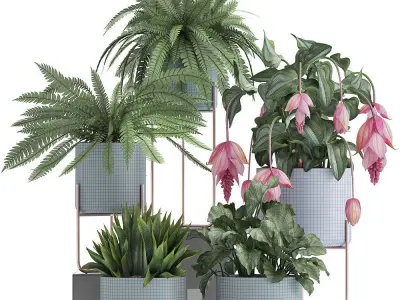 Collection of Exotic plants 3D model