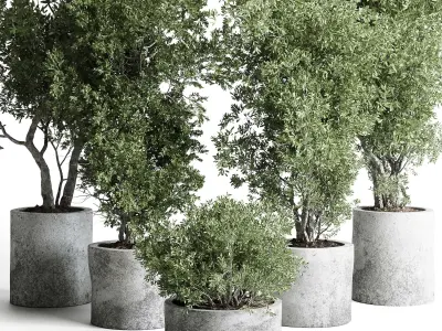 outdoor plant 169 pot old olive tree concrete old vase Low-poly 3D model