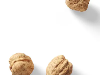 Walnut v1  3D model