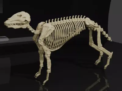 WOLF SKELETON 3D MODEL  Low-poly 3D model