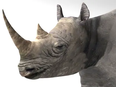 Rhino Low-poly 3D model order