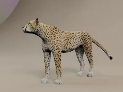 Cheetah Low-poly 3D model