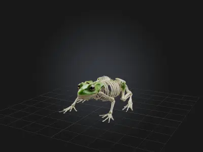 Realistic Frog Skeleton Model Low-poly 3D model